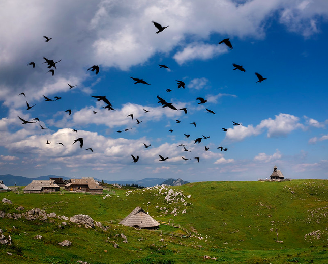 Accompagnement Entreprise Oiseau